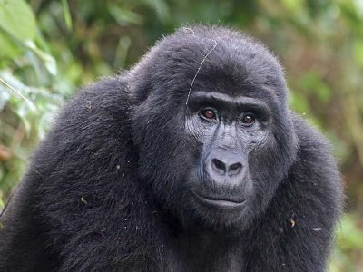 The African big game and primates safari - Gorilla in Bwindi impenetrable National Park