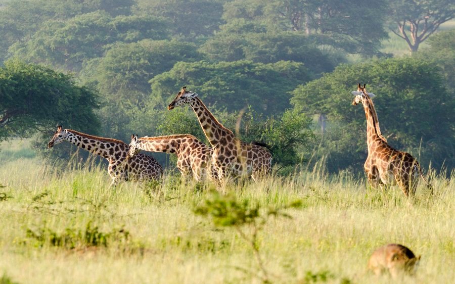 Giraffes at the Delta in Murchison falls National Park
