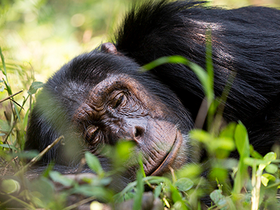 Chimpanzee in Kibale National Park