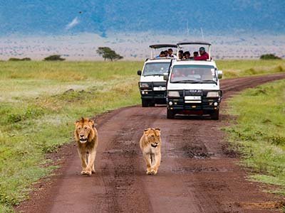 viewing lions on a Game drive