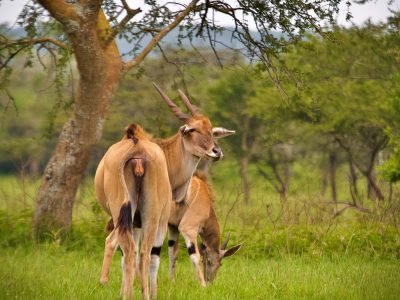 Elands in Lake Mburo National Park