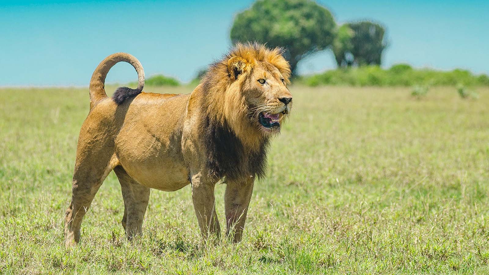 Lion at Kazinga Channel