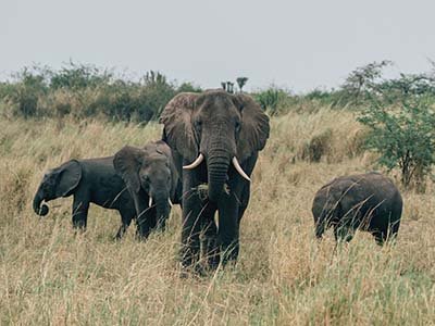 Elephants in Queen Elizabeth National Park