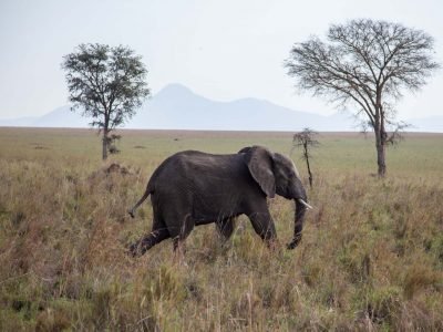 Elephant in Kidepo valley National Park