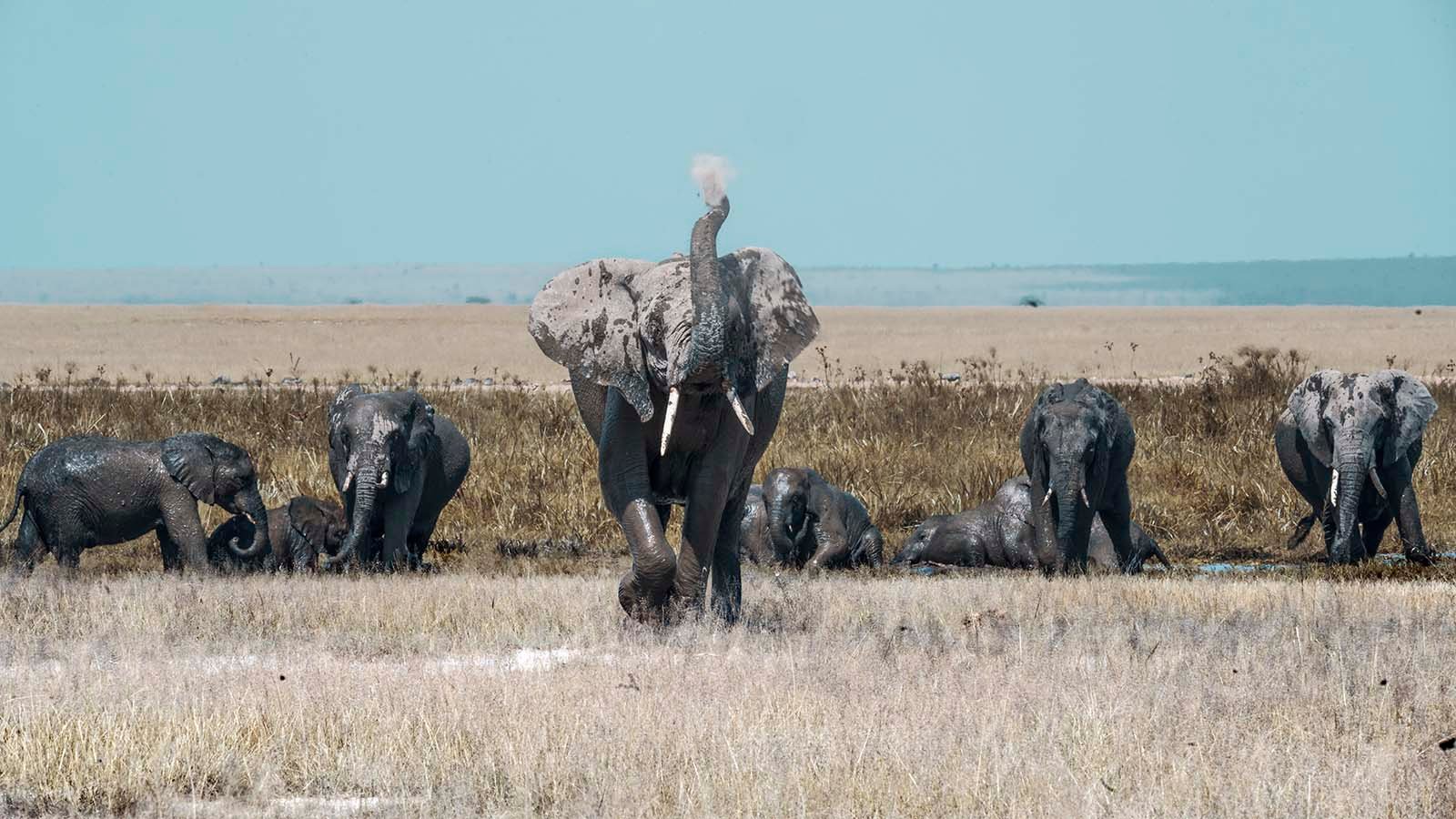 Elephant-charging