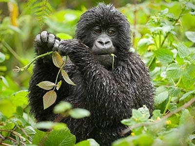 Juvenile Gorilla in Bwindi impenetrable National Park, Uganda | 5 Day Gorilla fly-in Tour