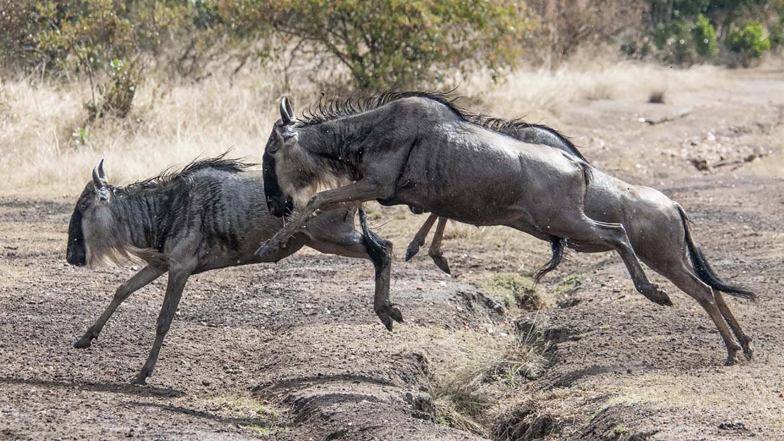 Wildebeest migrating in Serengeti National Park, Tanzania - Acacia migration camp