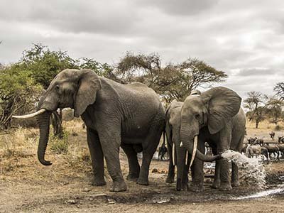 Forest_chem-chem_Elephants in Tarangire National Park