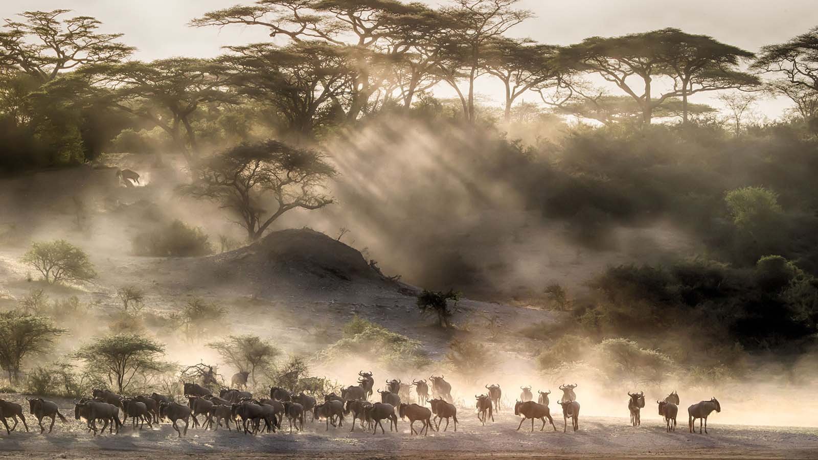Wildebeests migrating in Serengeti