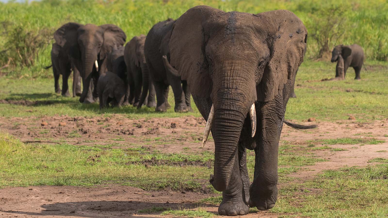 Akagera national park Rwanda Elephants by Mantis Akagera