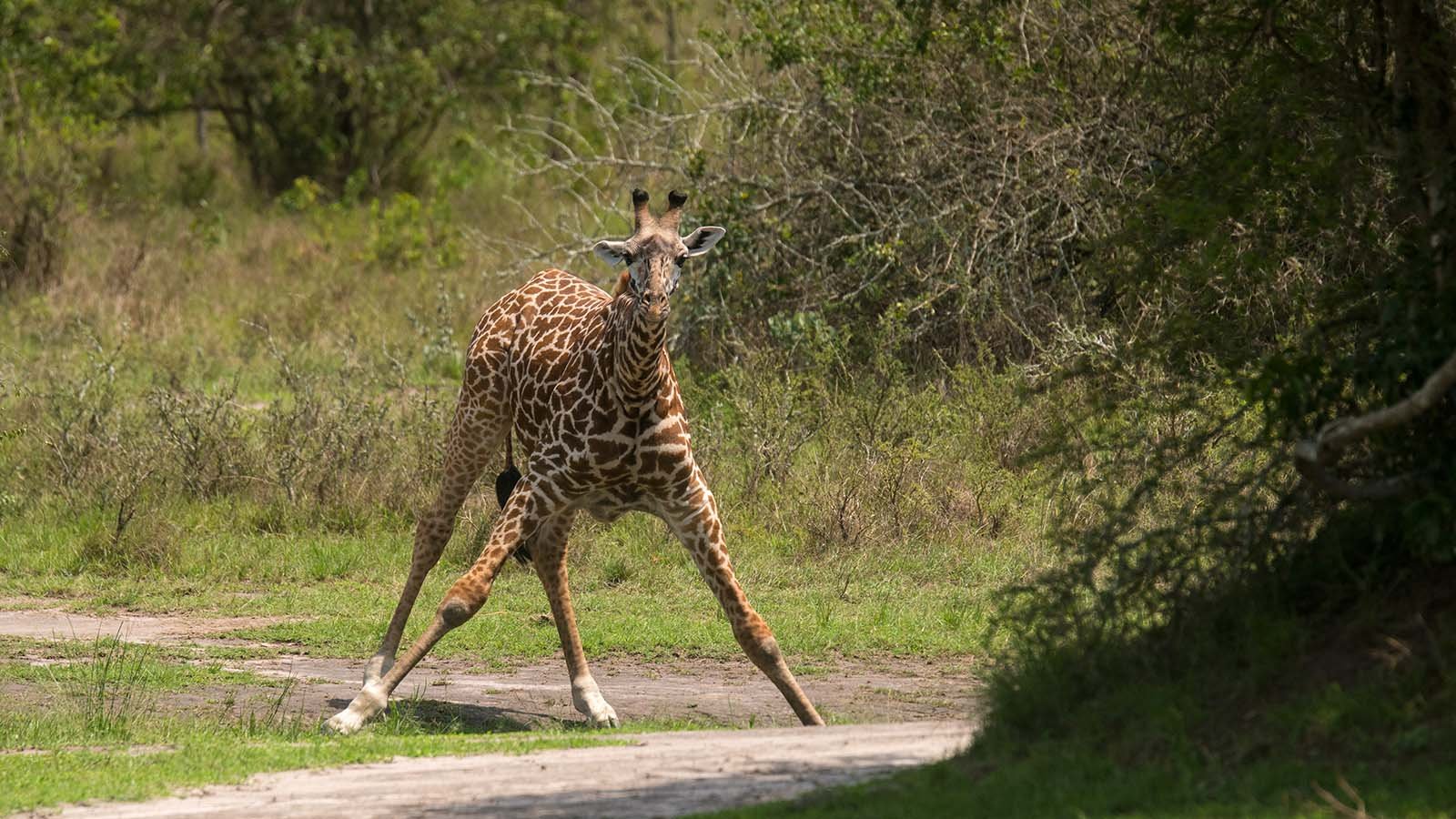 Giraffe in Akagera