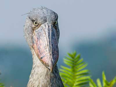 Shoebill in Mabamba Swamp