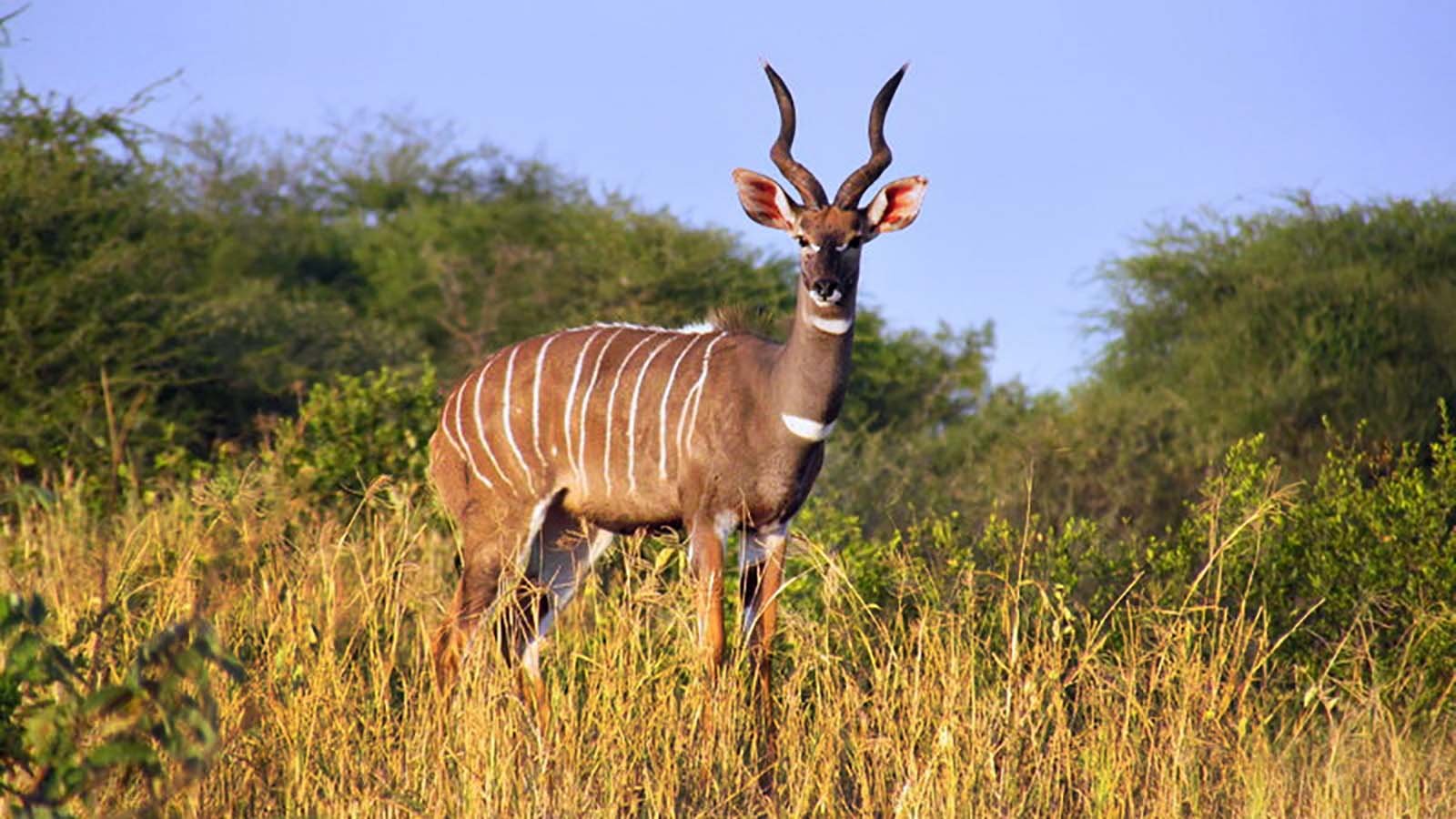 Lesser Kudu in Tarangire National Park