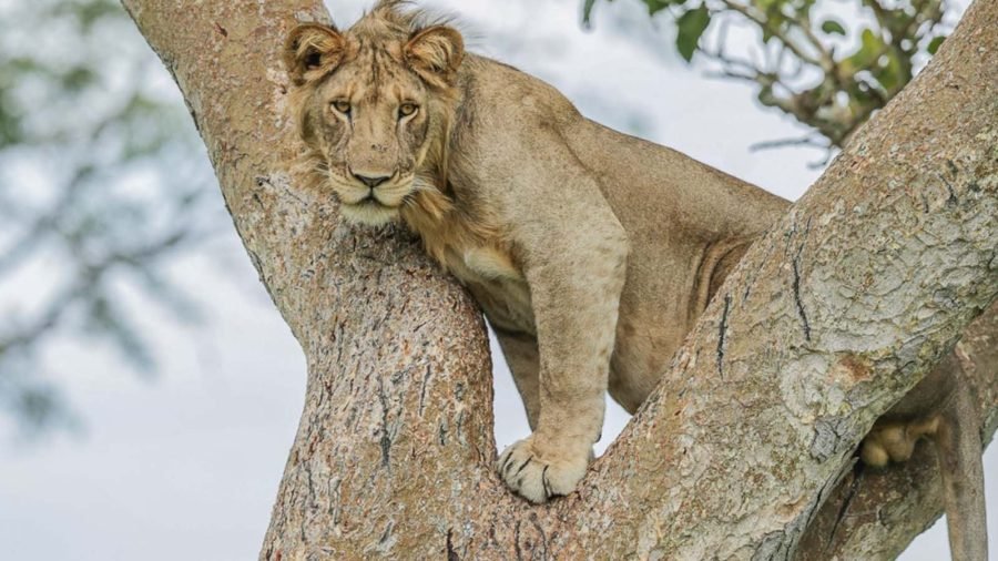 A tree Climbing Lion in Ishasha, Queen Elizabeth National Park, Uganda, Game drive, 