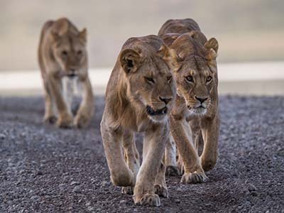 Lions in Serengeti National Park, Tanzania andbeyond