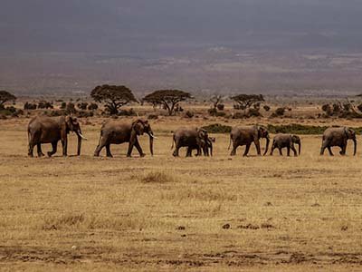 Elephants in amboseli National park