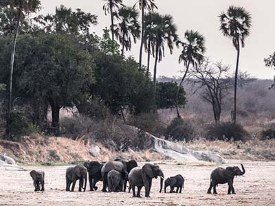 Elephants in Ruaha National park