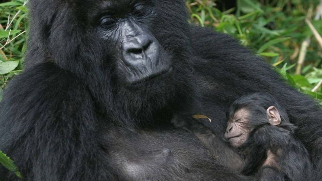 Gorilla With Baby in Bwindi Impenetrable National Park blogs and news
