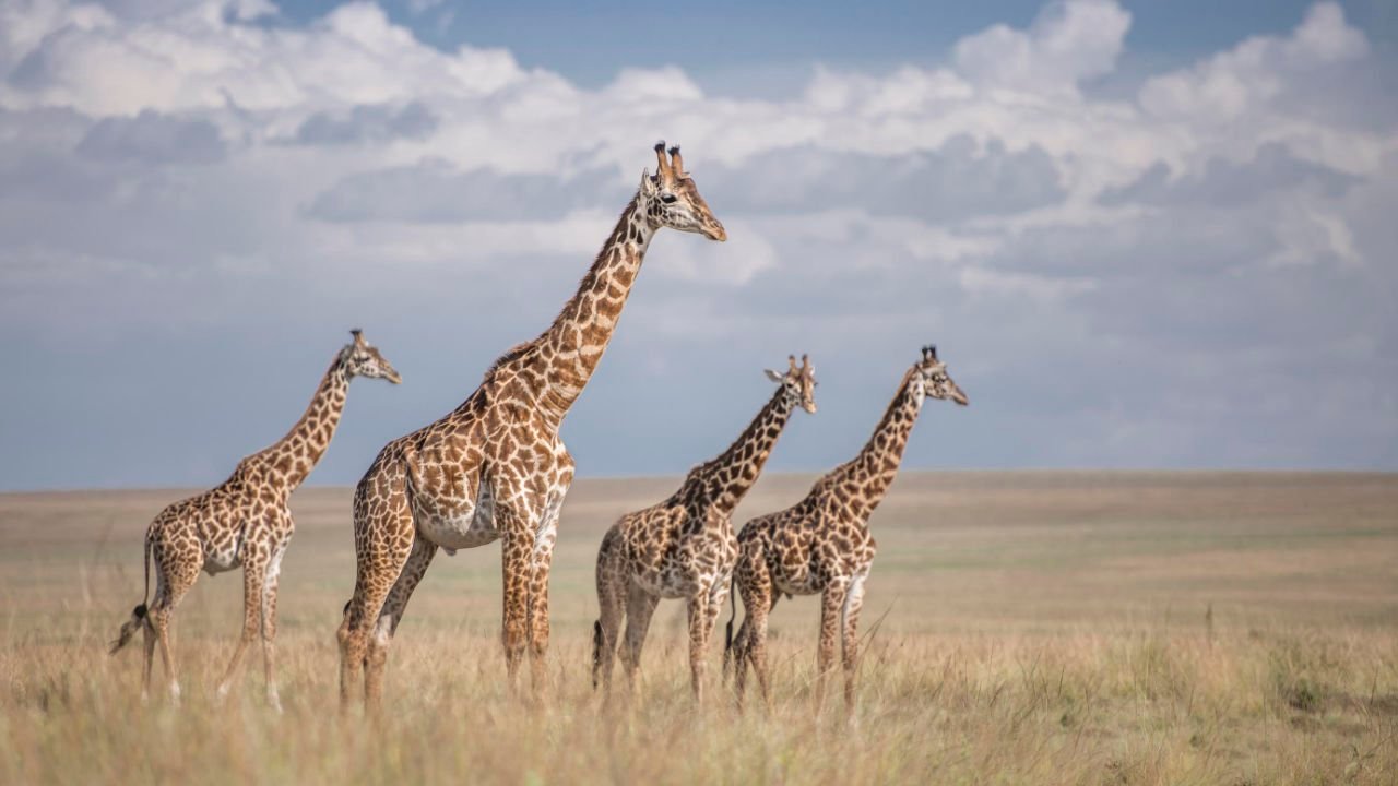 Governors Camp masai giraffe