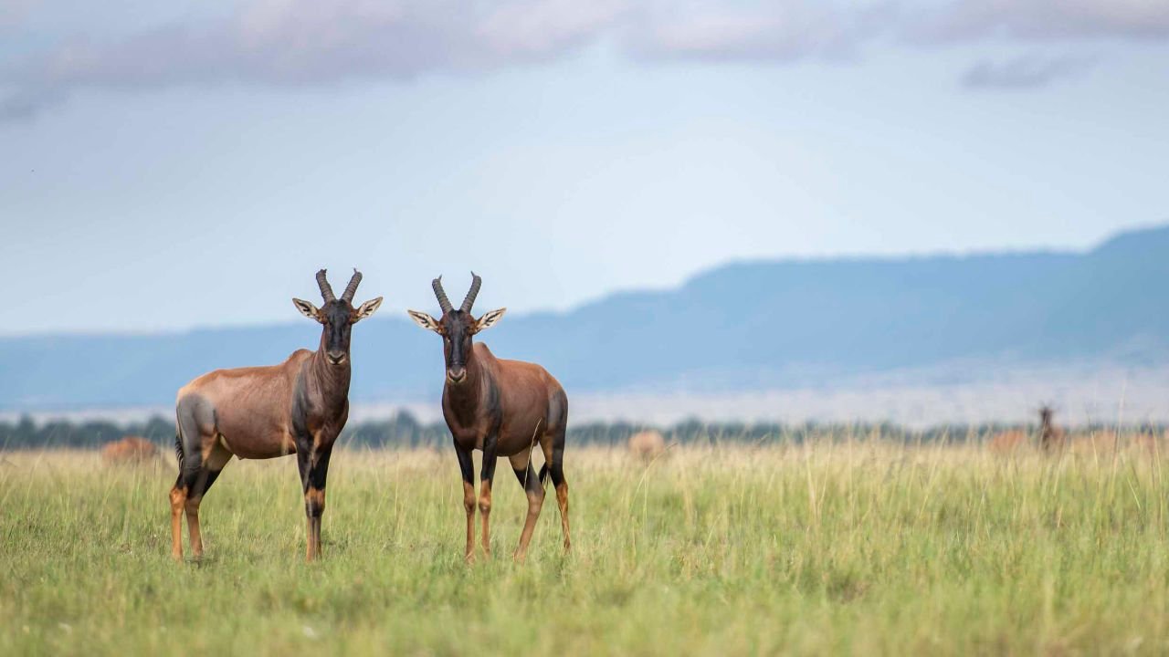 Maasai Mara National Reserve, Kenya Topi by Governors Camp