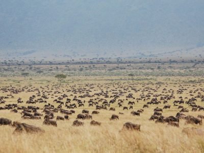 wildebeest Migration in Masai mara National reserve Kenya