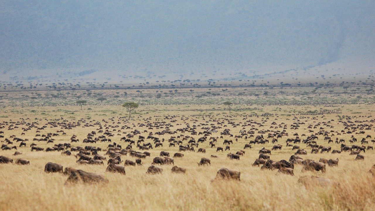 wildebeest Migration in Maasai Mara National reserve Kenya 6 Day Kenya safari