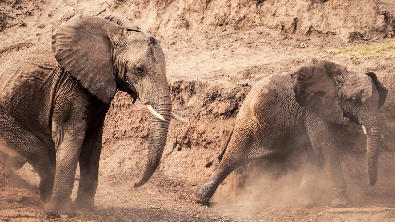 ashnil Samburu Lodge elephants