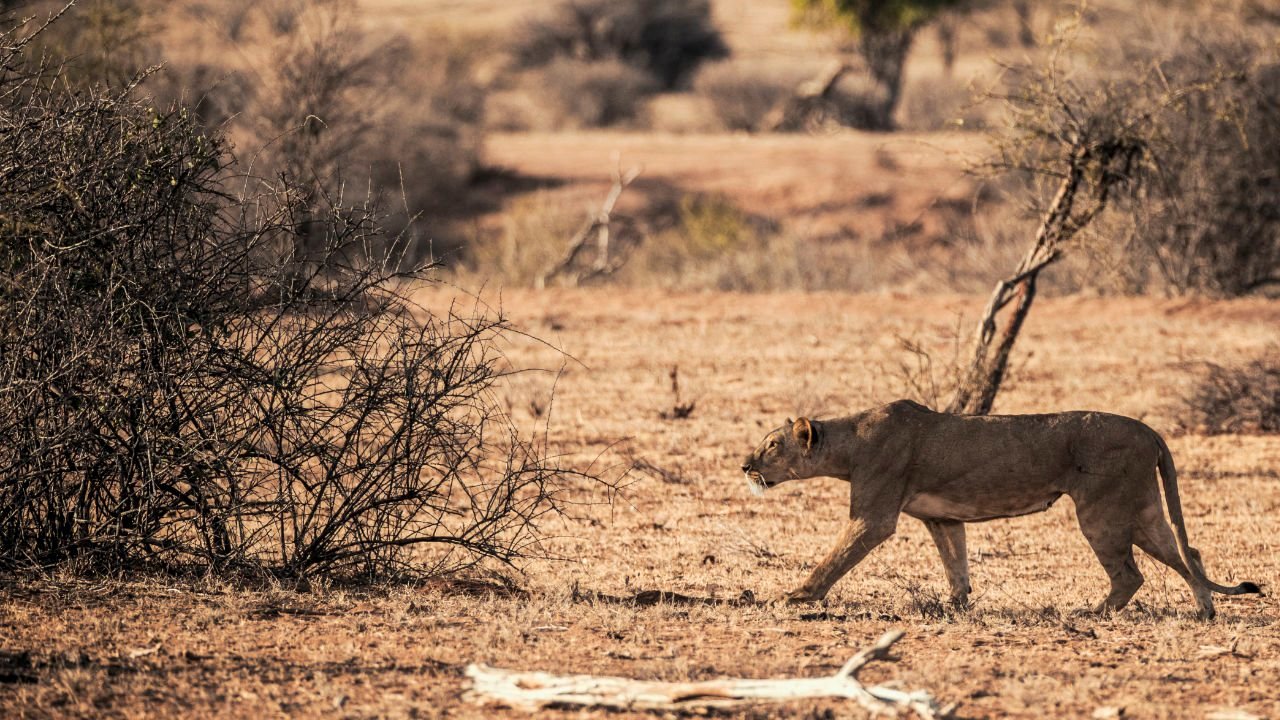 ashnil Samburu Lodge Lioness hunting