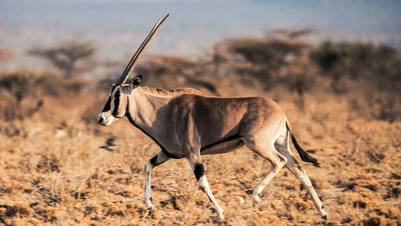 Oryx in Samburu buffalo springs