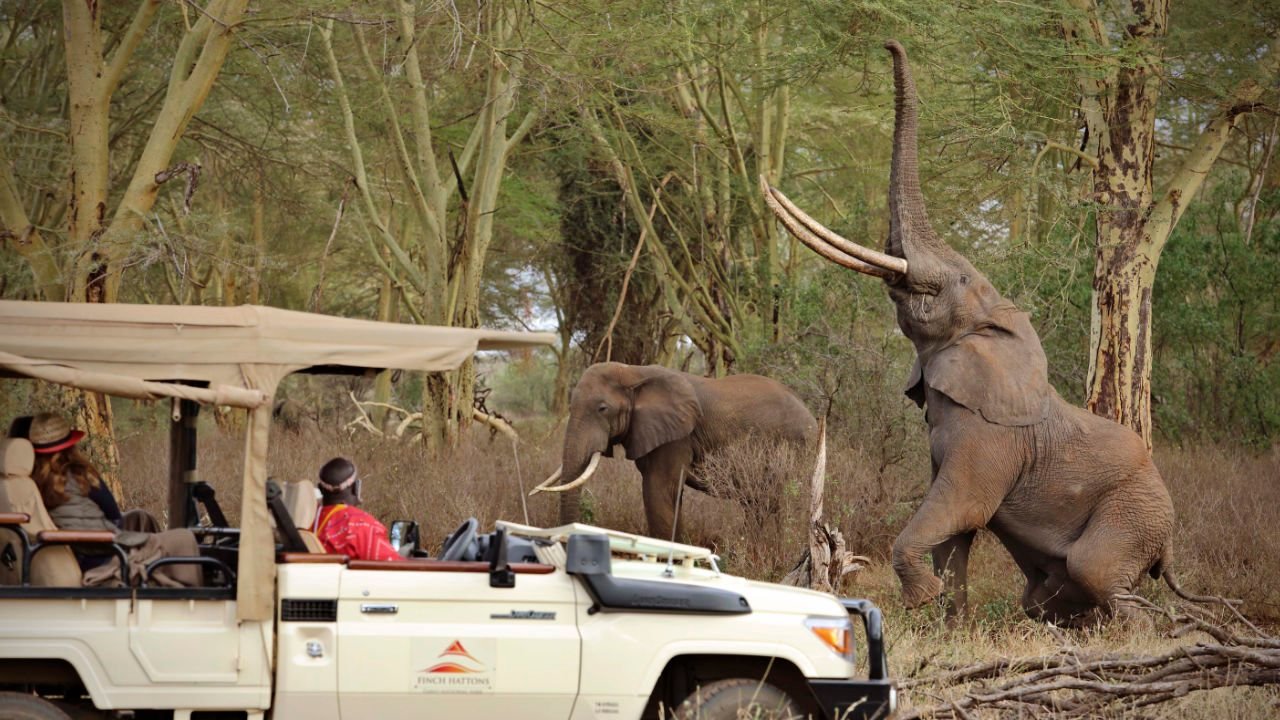 Tsavo West National Park, Finch Hutton game drive viewing elephants