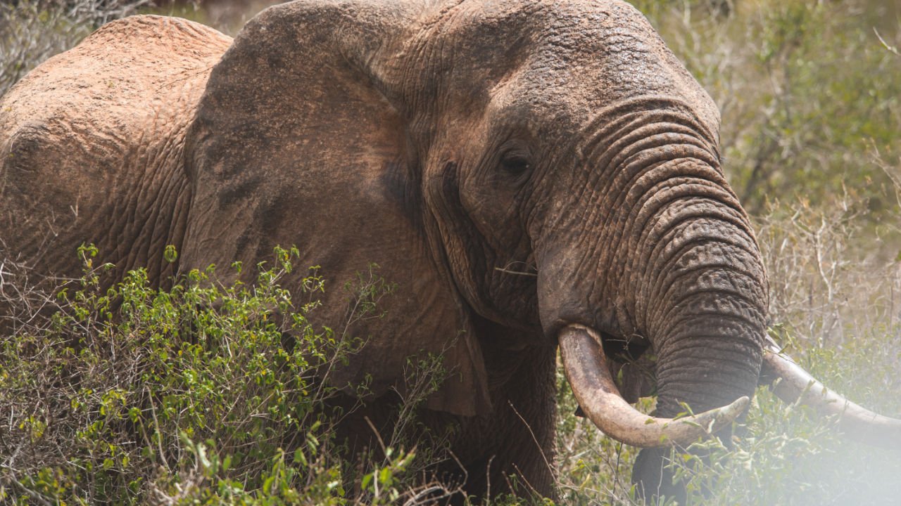 Tsavo west National Park, Elephant on game drive