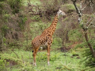 Masai Giraffe in Akagera National Park