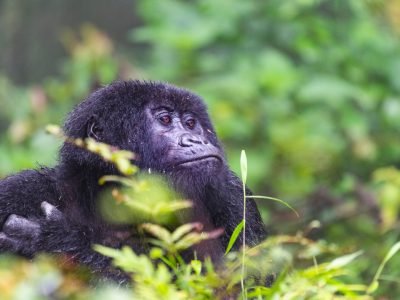 Mountain Gorilla trekking in Bwindi Impenetrable National Park, Uganda | Destinations East Africa see on a 12 day wildlife safari in Uganda | Mountain Gorilla tracking in Uganda