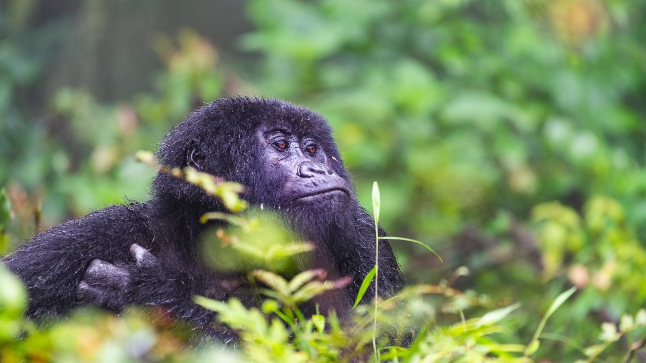 Mountain Gorilla trekking in Bwindi Impenetrable National Park, Uganda | Destinations East Africa see on a 12 day wildlife safari in Uganda