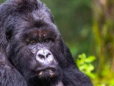 Mountain Gorilla Silver back in Volcanoes National Park Rwanda