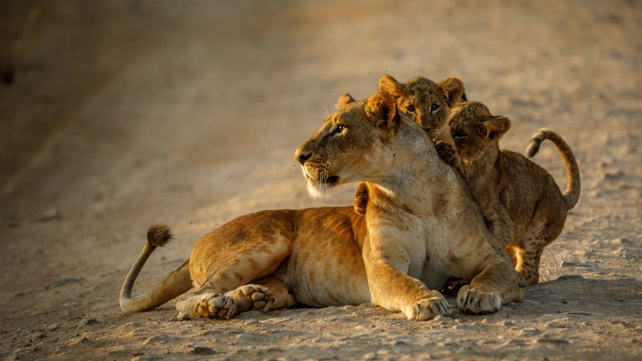Nairobi National Park lioness and cab