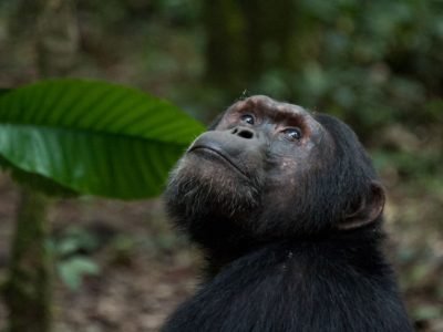 Chimpanzee Gishwati-Mukura National Park also seen on a 12 day Wildlife Safari, Uganda,