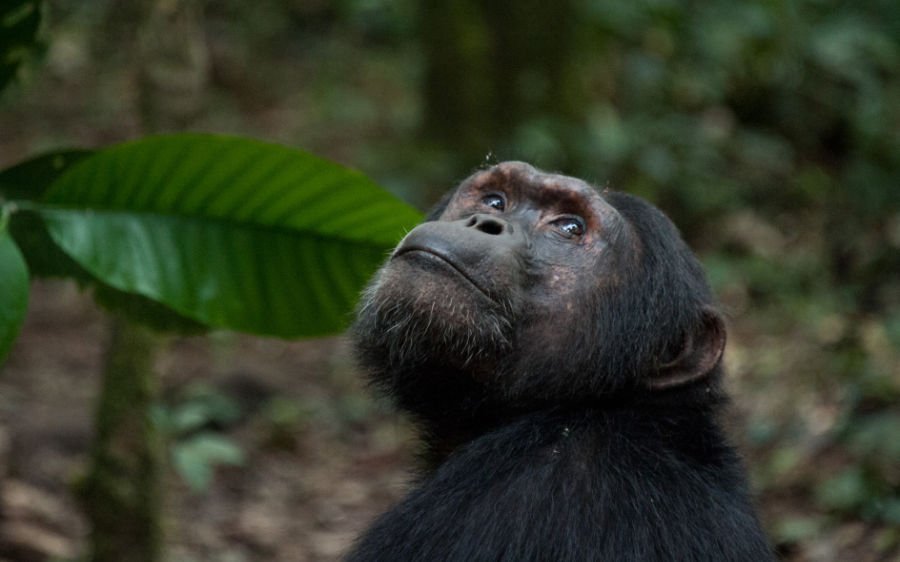 Chimpanzee Gishwati-Mukura National Park also seen on a 12 day Wildlife Safari, Uganda,