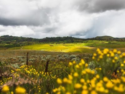 Kitulo National Park floral Marvel