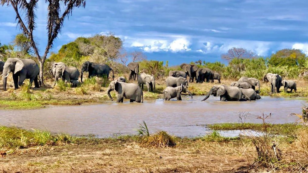 Elephants in Saadani National Park, Tanzania gomesafaris.co.tz