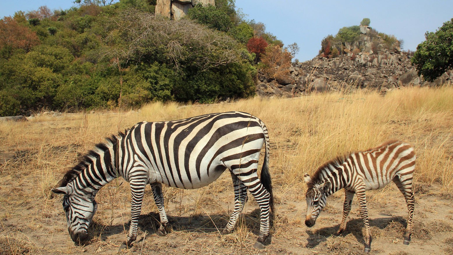 Zebra on Saanane Island National Park Tanzania by Pavlo Kuzyk