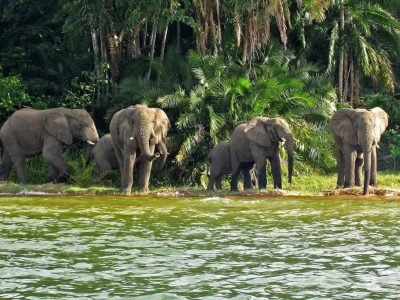 Elephants on Rubondo island National Park, Tanzania - Picture courtsey of www.audleytravel.com