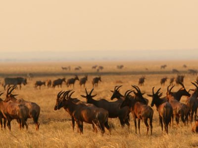 Topi in Katavi National Park