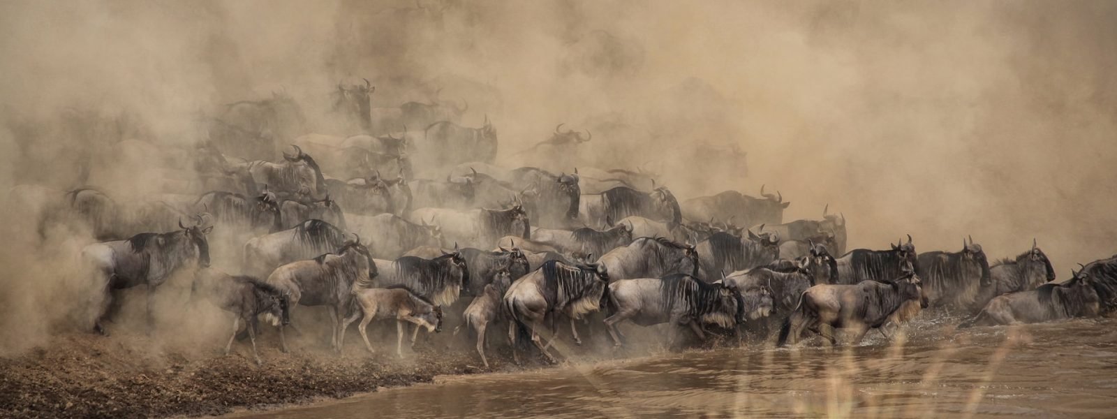 The great migration Maasai Mara Migration, Tanzania Serengeti | Destinations East Africa