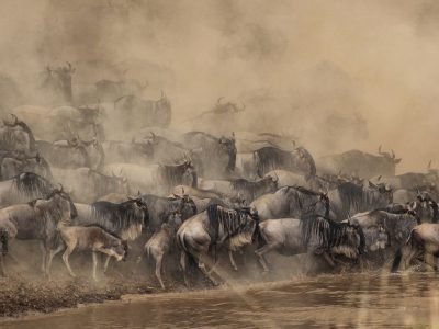 The great migration Maasai Mara Migration, Tanzania Serengeti | Destinations East Africa