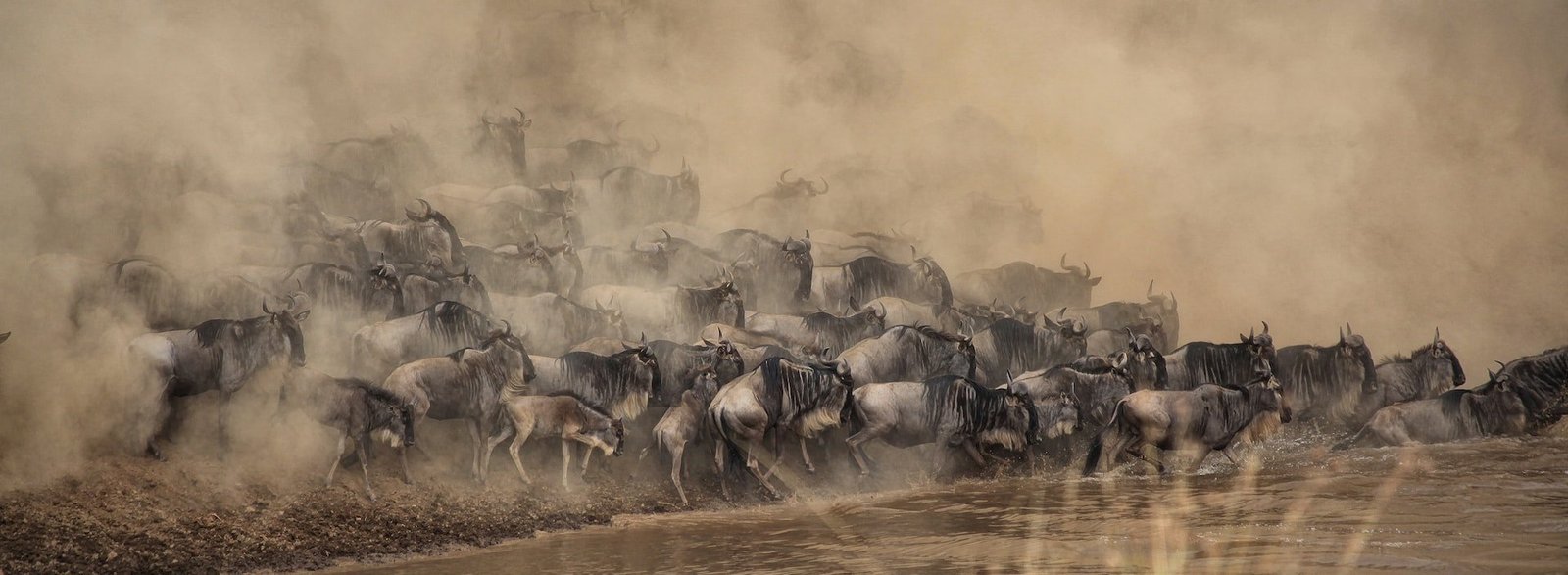 The great migration Maasai Mara Migration, Tanzania Serengeti
