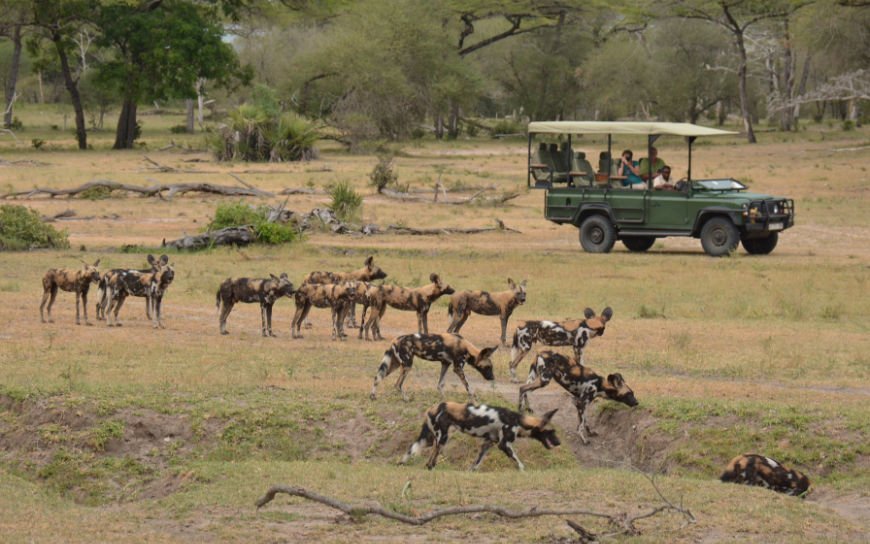 African hunting dogs in Nyerere National Park, Tanzania seen on a Game drive with the Selous safari company