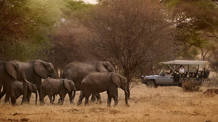 Sanctuary Retreats - Swala, Tarangire National Park, Tanzania. Game drive