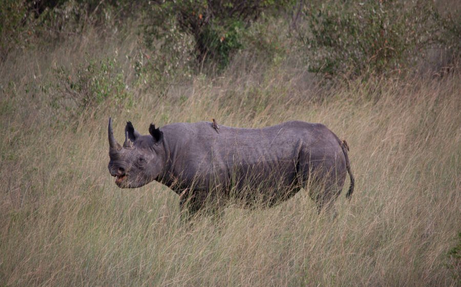 Black Rhino in Maasai Mara National Reserve, Kenya Photo by Spirit of Maasai
