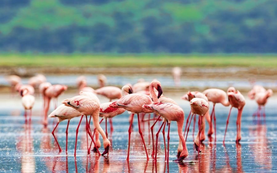 Flamingos in Lake Nakuru National Park | Destinations East Africa | 7 Day Premium Luxury Tanzania Safari